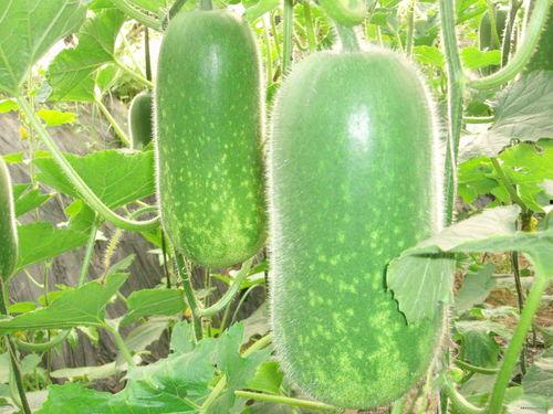 娱乐吃瓜竖屏图片高清,捕捉娱乐圈的趣味瞬间